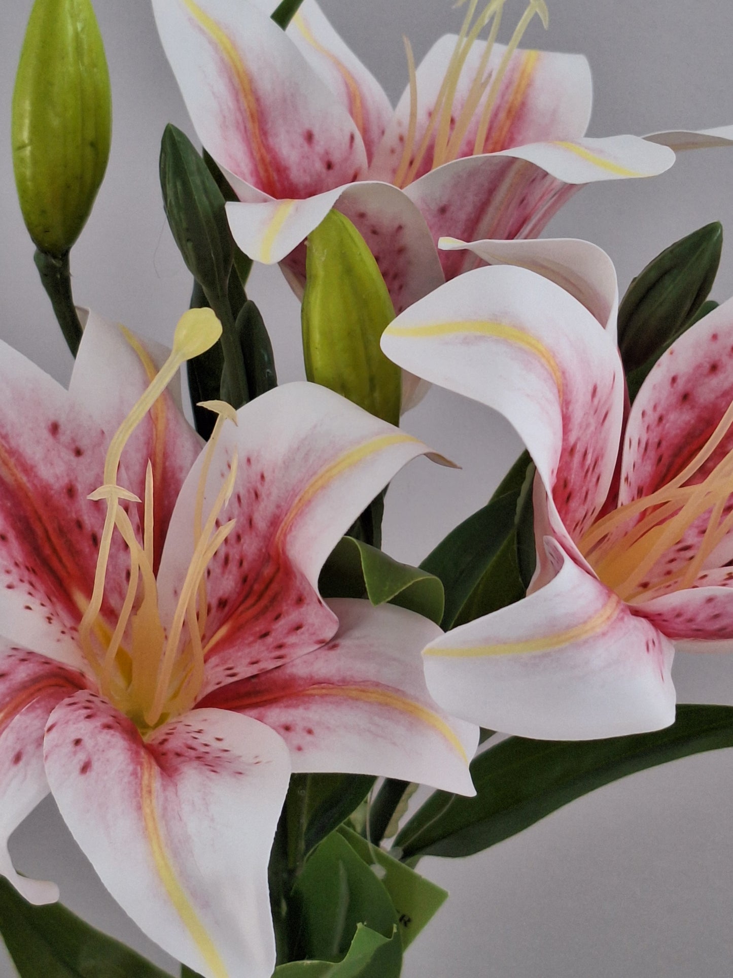 VARA LILIUM