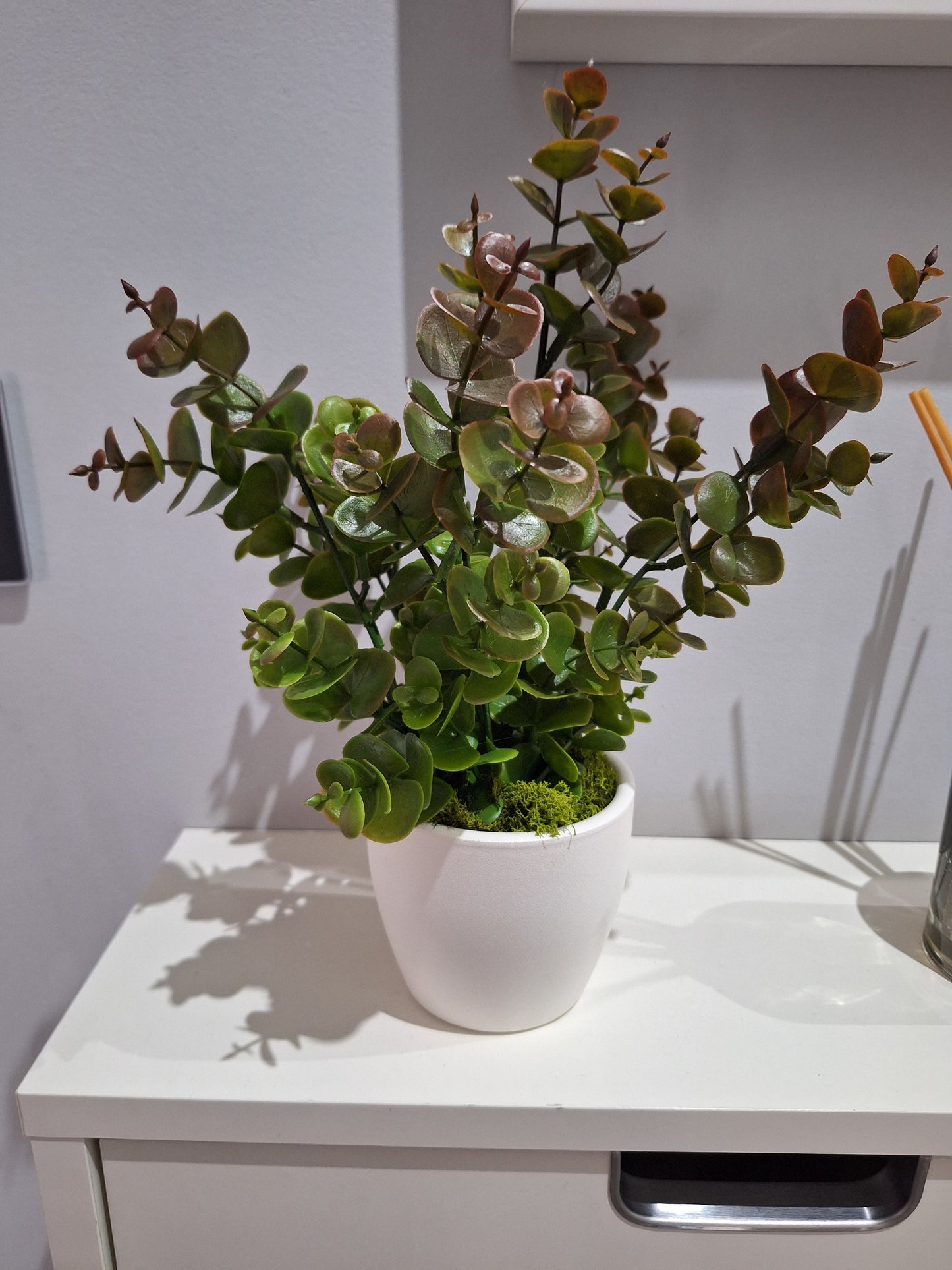 Planta de eucalipto
