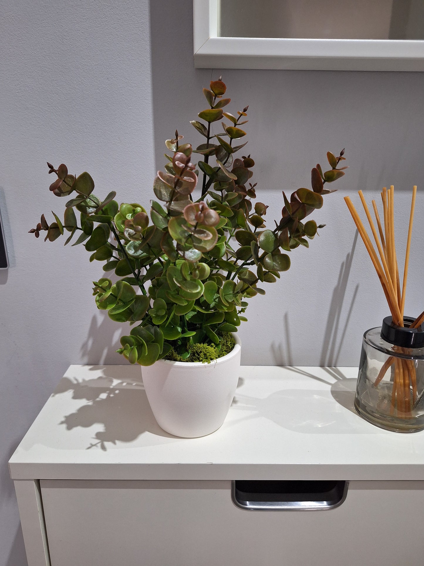 Planta de eucalipto