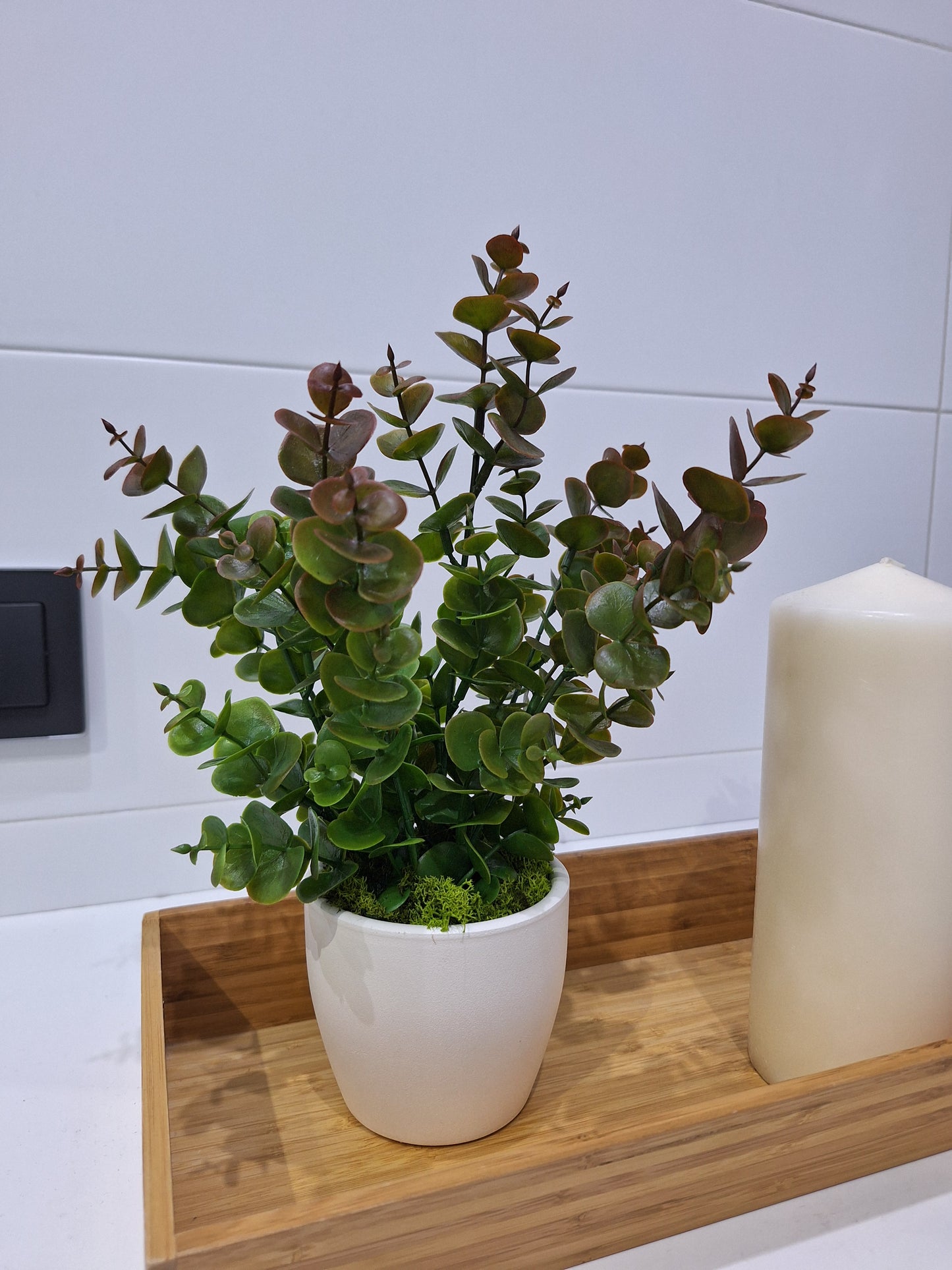 Planta de eucalipto